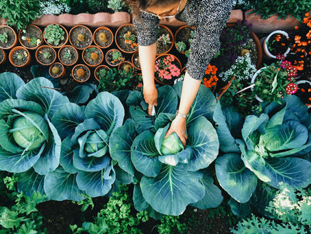 10 Drool Worthy Backyard Gardens